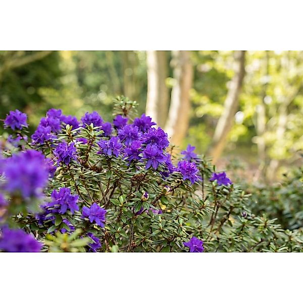 Rhododendron Impeditum Azurika Blauviolett 20–25 cm günstig online kaufen