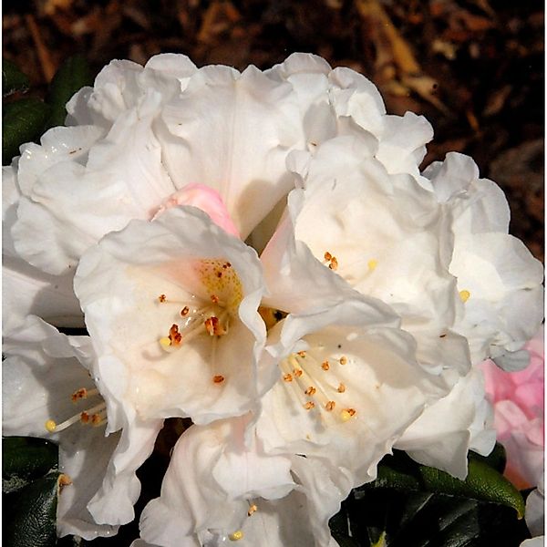 Hochstamm Rhododendron Koichiro Wada 40-60cm - Alpenrose günstig online kaufen