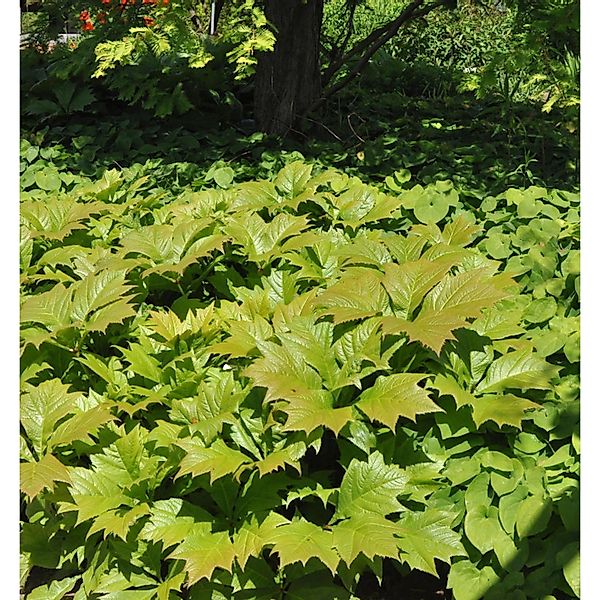 Kastanienblättriges Schaublatt Werner Müller - Rodgersia aesculifolia günstig online kaufen