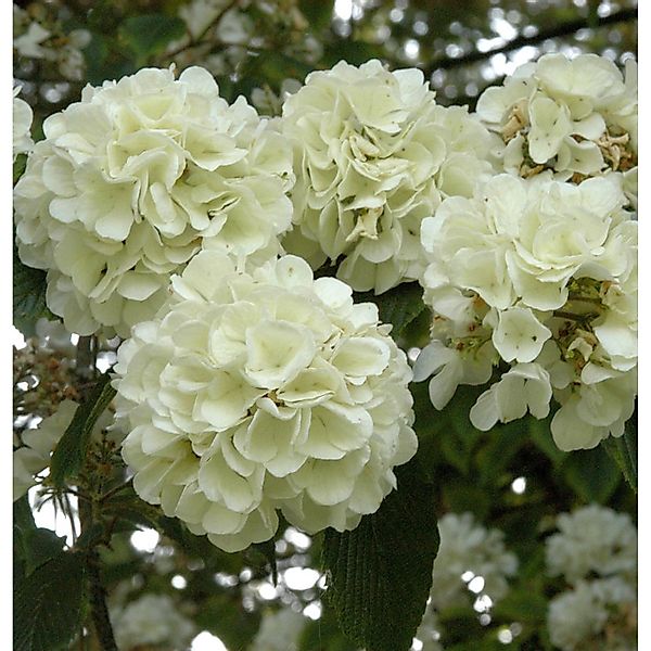 Japanischer Schneeball Openeing Day 60-80cm - Viburnum plicatum günstig online kaufen