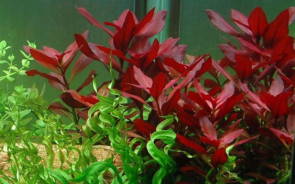 Aquaone Wasserpflanze Aquarium Pflanze Ludwigia repens 'Rubin' Tropica Nr.0 günstig online kaufen