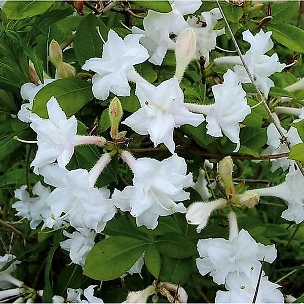 Azalee Whitethroat 40-50cm - Rhododendron,uteum - Alpenrose günstig online kaufen