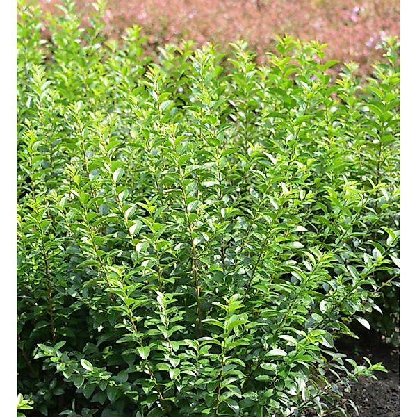 Liguster Green Diamond 60-80cm - Ligustrum ovalifolium günstig online kaufen