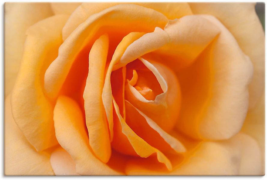 Artland Wandbild "Zarte Rose in Orange", Blumenbilder, (1 St.), als Leinwan günstig online kaufen