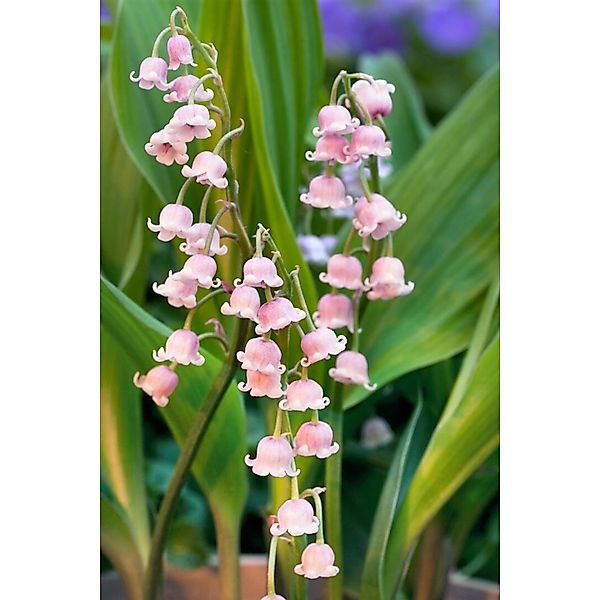 Convallaria Majalis Rosea Maiglöckchen Ca. 9x9 cm Topf günstig online kaufen