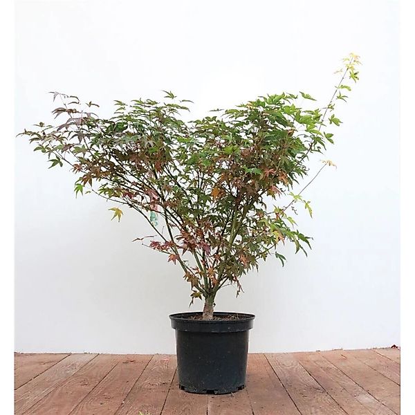 Acer Palmatum Tobisho Japanischer Ahorn 60–80 cm günstig online kaufen