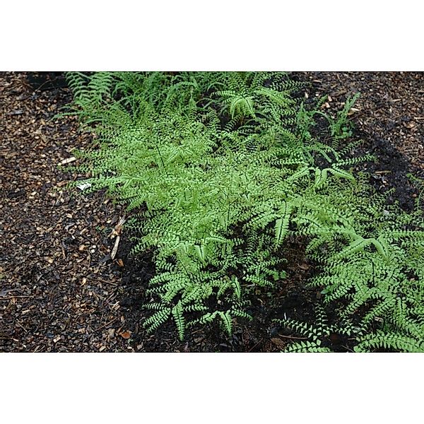 Adiantum Pedatum Pfauenradfarn 30-40 cm günstig online kaufen