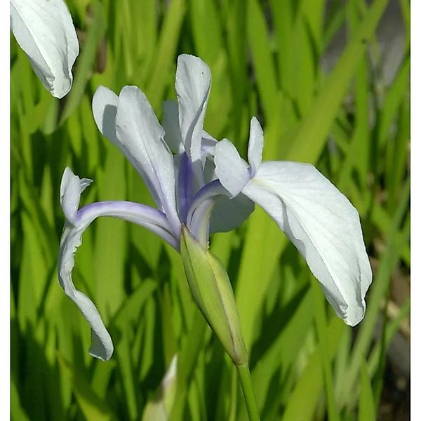 Asiatische Sumpf Schwertlilie Snow Drift - Iris,aevigata günstig online kaufen