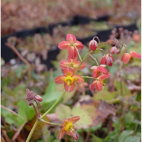 Elfenblume Ellen Willmott - Epimedium warleyense günstig online kaufen