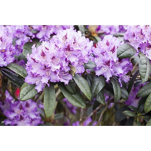 Rhododendron Hybr. Blue Peter Blauviolett 100–120 cm günstig online kaufen