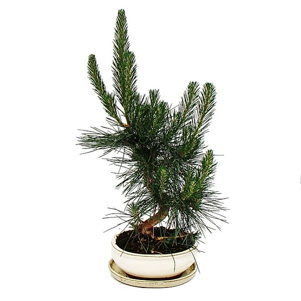Exotenherz Bonsai Pinus Thunbergii Japanische Schwarzkiefer ca. 19 Jahre Al günstig online kaufen