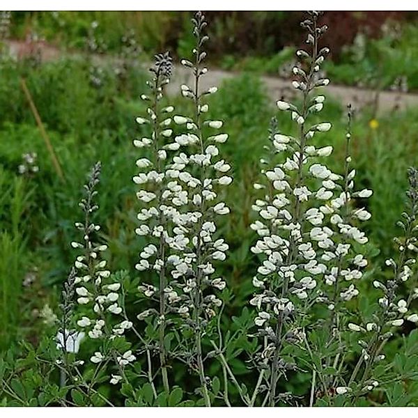 Weiße Färberhülse - Baptisia,eucantha günstig online kaufen