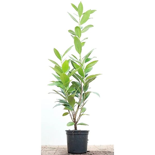 Prunus,aurocerasus 'Caucasica' 40-60 cm günstig online kaufen