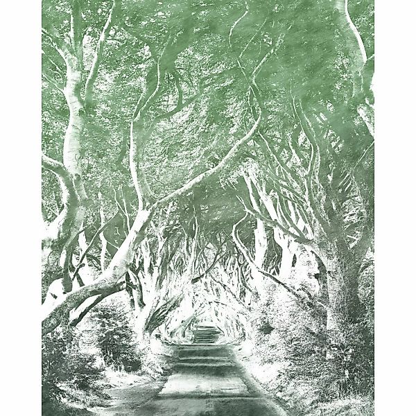 Sanders & Sanders Fototapete Wald Grün 200 x 250 cm 611922 günstig online kaufen