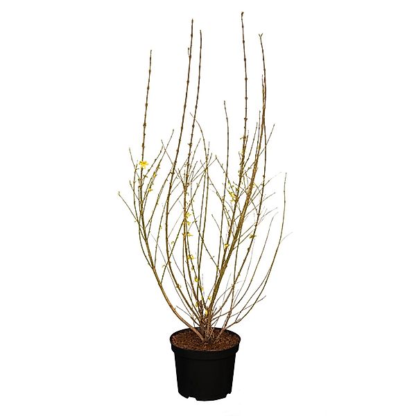 GROW by OBI Forsythie Weekend Gelb Höhe ca. 60 - 80 cm Topf ca. 5 l günstig online kaufen