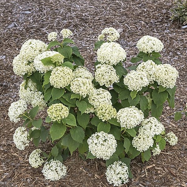 Zwerg-Hortensie Bianchetta 40-60cm - Hydrangea arborescens günstig online kaufen