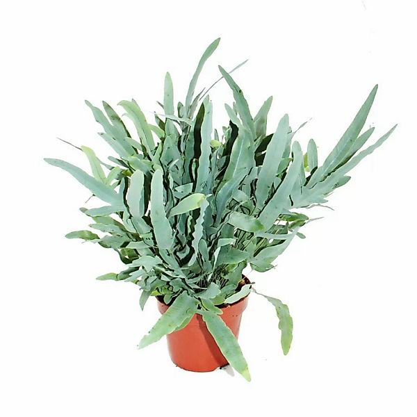 Exotenherz Goldtüpfelfarn Blue Star Phlebodium Aureum 17cm günstig online kaufen