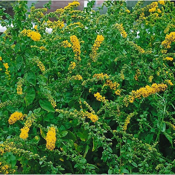 Solidago Sphacelata Golden Fleece Goldrute Ca. 9x9 cm Topf günstig online kaufen