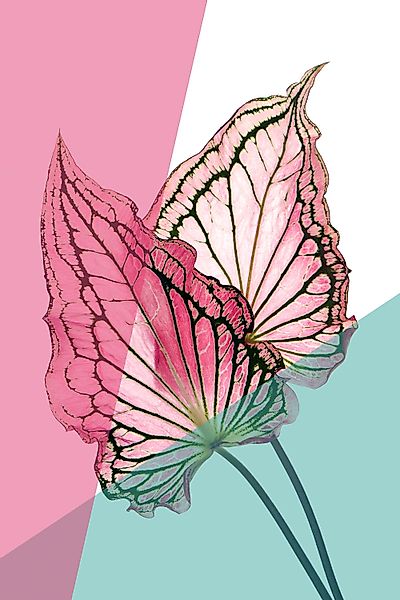 queence Acrylglasbild »Blätter« Blätter   Blätterbilder   Kunst   Pflanzen günstig online kaufen