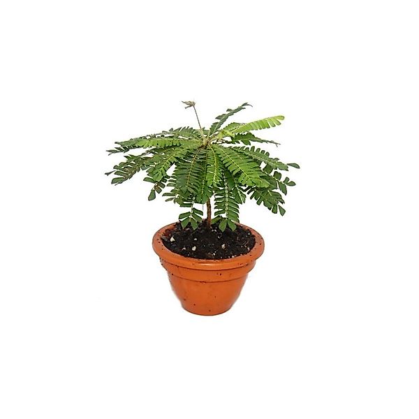 Exotenherz Zimmerpflanze Biophytum sensitivum Südseepalme 9cm Topf Die Pfla günstig online kaufen