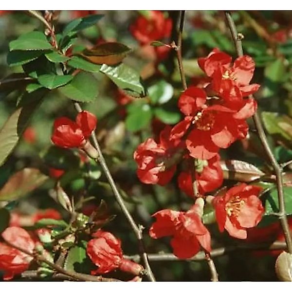 Hochstamm Zierquitte Red Trail 60-80cm - Chaenomeles günstig online kaufen