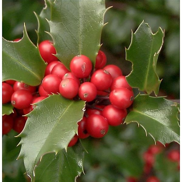 Fruchtende Stechpalme Ilex Blue Princess 80-100cm - ilex meserveae günstig online kaufen