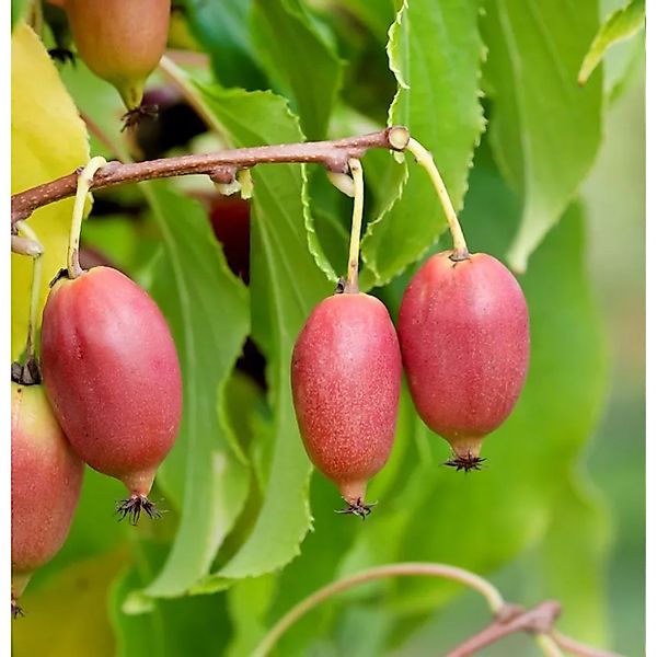 Mini-Kiwi Pink Jumbo 60-80cm - Actinidia arguta günstig online kaufen