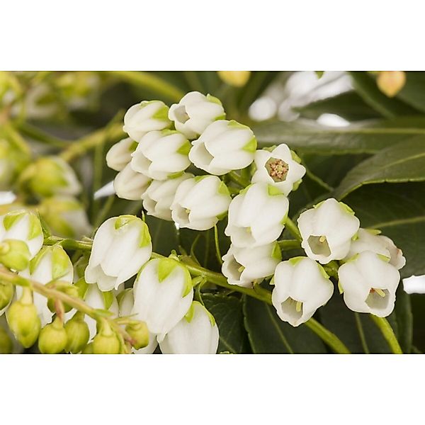 Pieris Japonica Sarabande Japanische Lavendelheide 30–40 cm günstig online kaufen