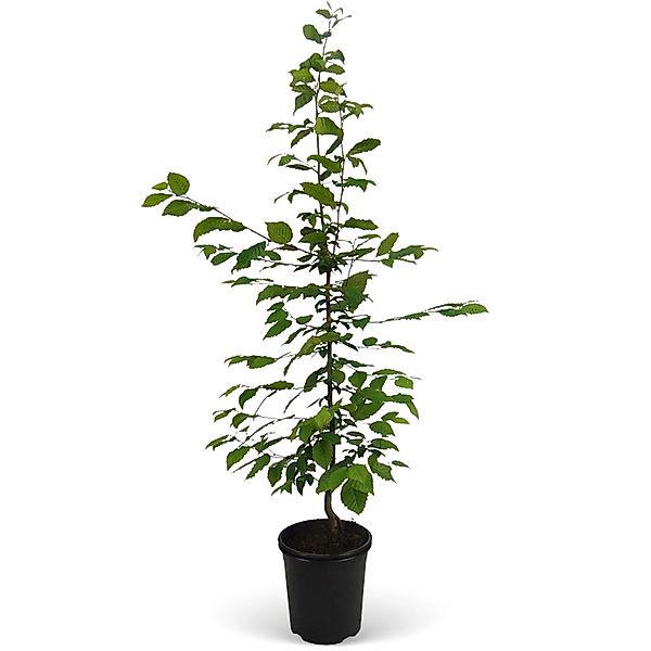 Hainbuche Set à 150 Stück Höhe ca. 80 - 100 cm Topf ca. 3 l Carpinus betulu günstig online kaufen