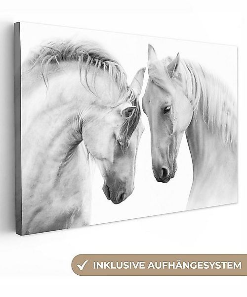 OneMillionCanvasses® Leinwandbild Pferd - Tiere - Porträt - Weiß, Fotodruck günstig online kaufen
