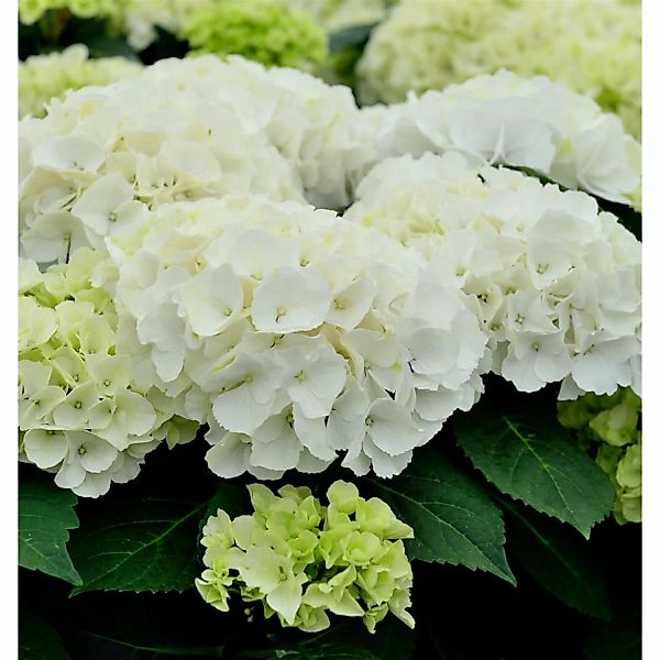 Bauernhortensie Bianco 30-40cm - Hydrangea macrophylla günstig online kaufen