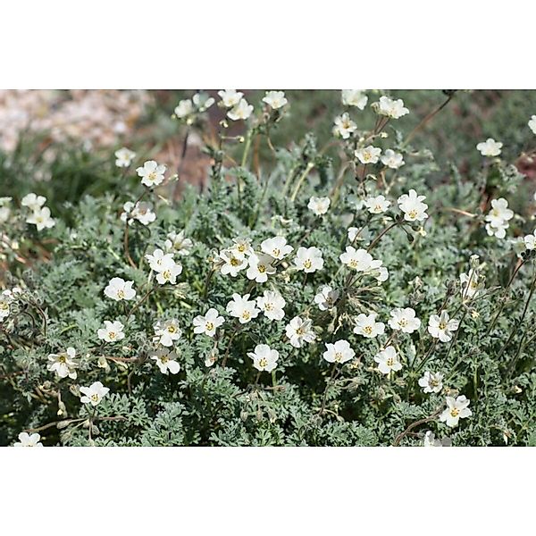 Erodium Chrysanthum Goldstorchschnabel Ca. 9x9 cm Topf günstig online kaufen