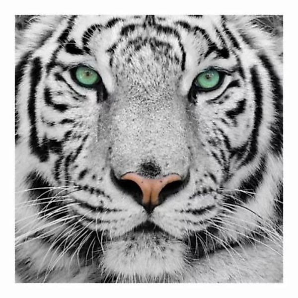 Bilderwelten Fototapete Weißer Tiger schwarz/weiß Gr. 336 x 336 günstig online kaufen