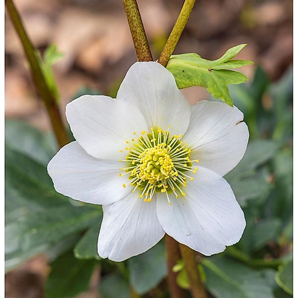 Christrose Lenzrose White Lady - Helleborus orientalis günstig online kaufen