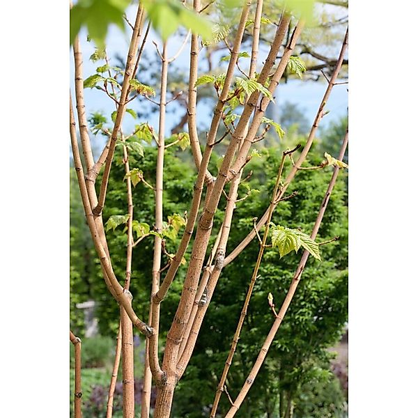 Acer Conspicuum Phoenix Schlangenhaut-Ahorn Rot 125 cm Stammhöhe günstig online kaufen
