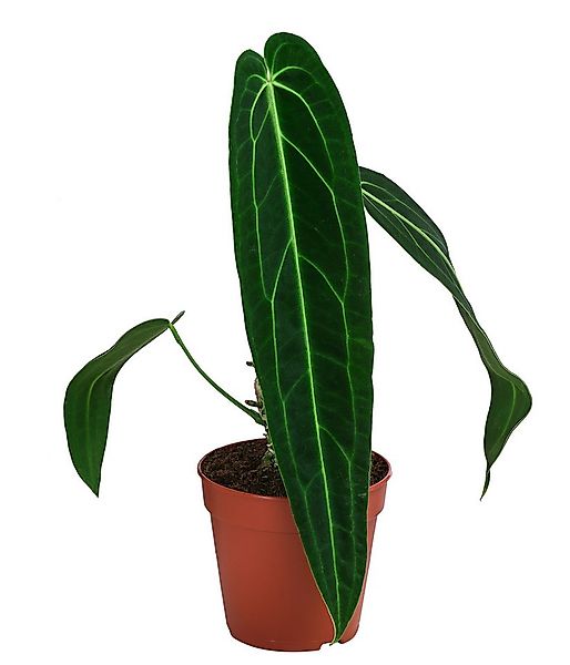 Dehner Zimmerpflanze Herzblattblume, Anthurium warocqueanum, Rarität, ca. 2 günstig online kaufen