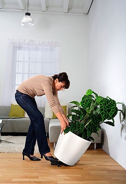 Lechuza® Pflanzkübel Rolluntersetzer 50 für Classico, günstig online kaufen
