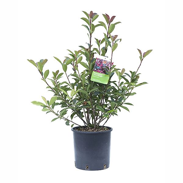 GROW by OBI Glanzmispel Carré Rouge Busch Topf ca. 5 l Photinia fraseri günstig online kaufen