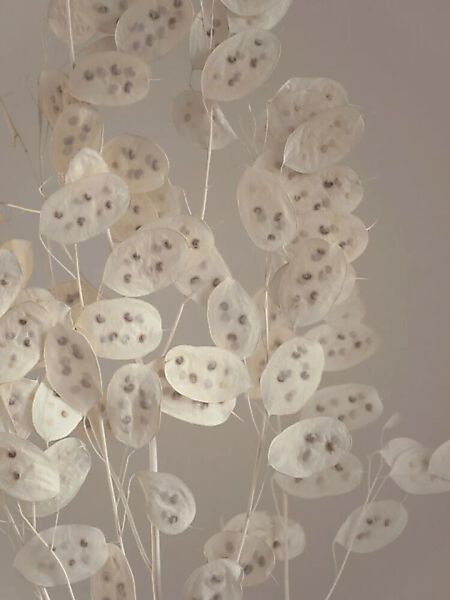Poster / Leinwandbild - Cream Grey Confetti Plant günstig online kaufen