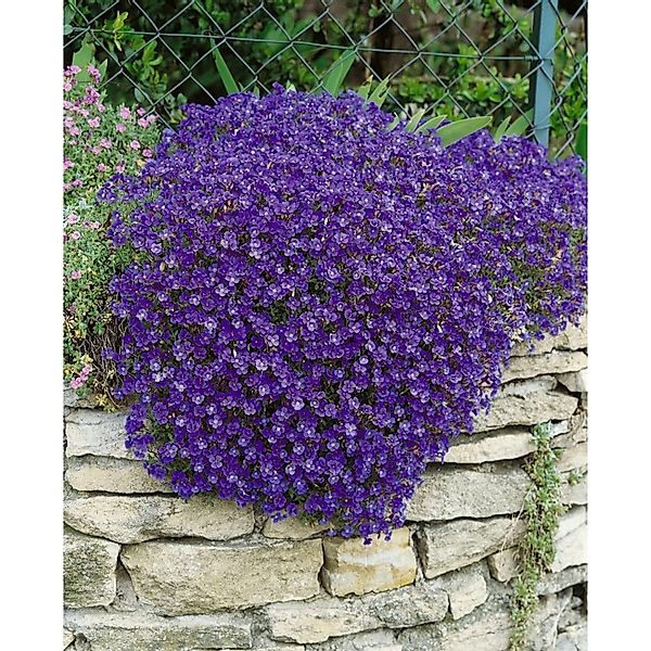 Aubrieta X Cult. Cascade Blue Blaukissen Blau Ca. 9x9 cm Topf günstig online kaufen