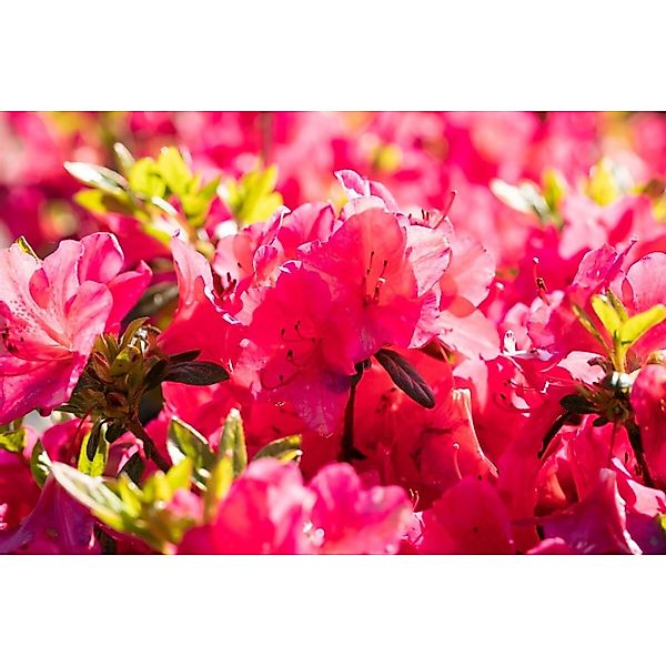 Rhododendron Obt. Little Red Leuchtend Rot 40–50 cm günstig online kaufen