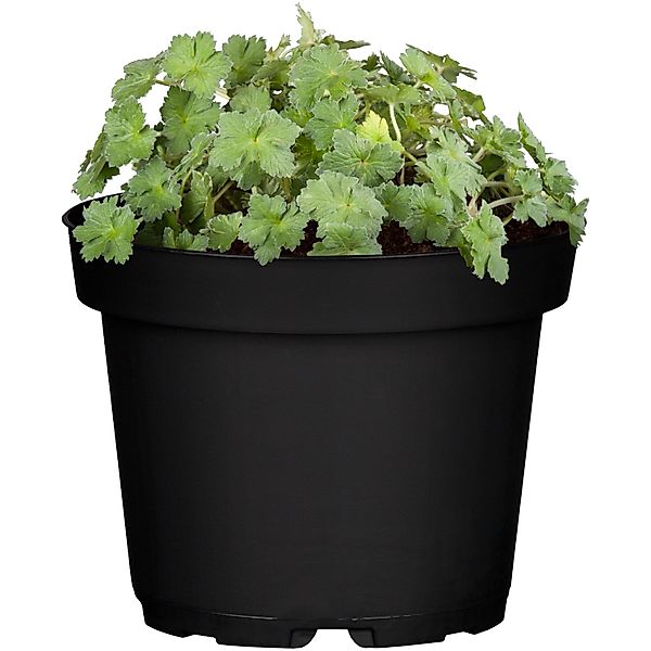 Garten-Storchschnabel Spessart Weiß-Rosa Topf-Ø ca. 9 cm Geranium macrorrhi günstig online kaufen