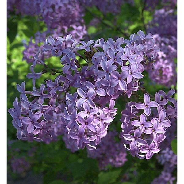 Königsflieder Heckenflieder 30-40cm - Syringa chinensis günstig online kaufen