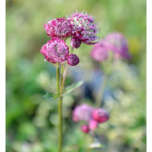 Sterndolde Ruby Cloud - Astrantia major günstig online kaufen