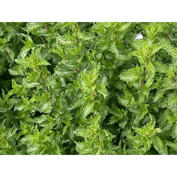 Mentha Spicata Crispa Krauseminze Ca. 11x11 cm Topf günstig online kaufen