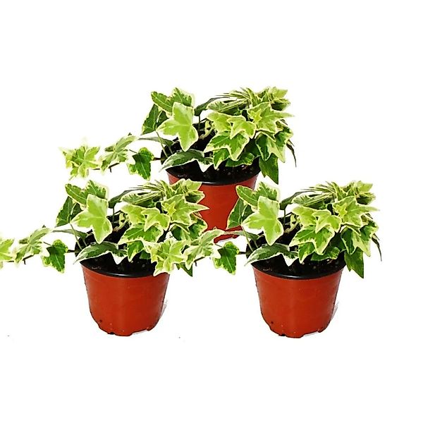 Exotenherz Zimmerpflanze Hedera helix 3er Set weißbuntes Laub 9cm Topf günstig online kaufen