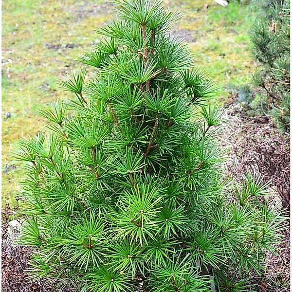 Japanische Schirmtanne Piccola 50-60cm - Sciadopitys verticillata günstig online kaufen