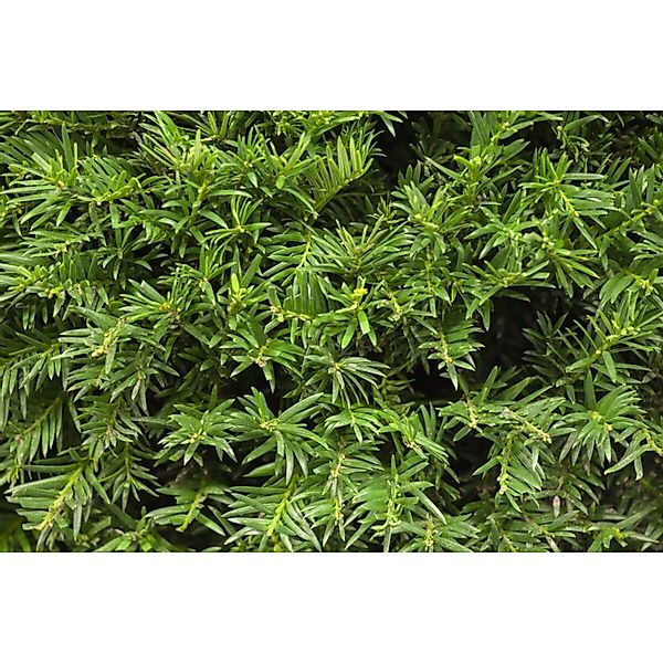 Taxus baccata 'Osterberg' 50-60 cm günstig online kaufen