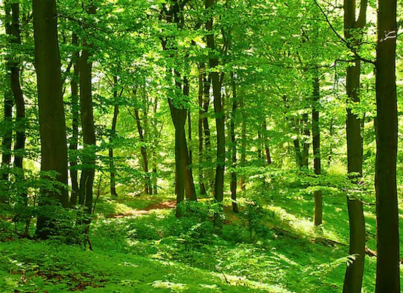 Papermoon Fototapete »Forest in Spring« glatt günstig online kaufen