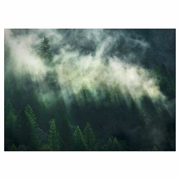 Komar Fototapete Misty Crowns Wald B/L: ca. 350x250 cm günstig online kaufen